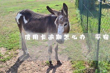 信用卡逾期怎么办 平安 信用卡逾期怎么办 平安